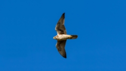 Prairie Falcon (Falco mexicanus)